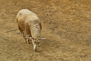 Autumn Sheep Grazing in a Pasture © Minoru Sekine