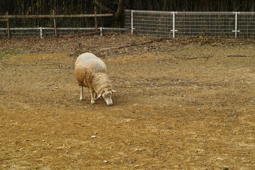 Autumn Sheep Grazing in a Pasture © Minoru Sekine