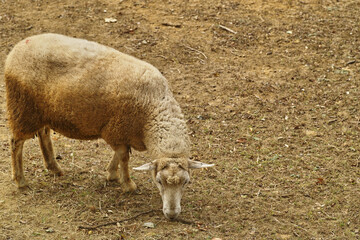 Autumn Sheep Grazing in a Pasture © Minoru Sekine