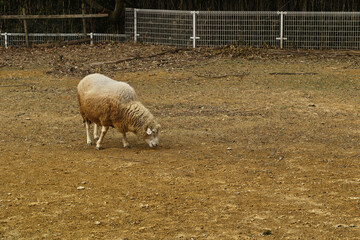 Autumn Sheep Grazing in a Pasture © Minoru Sekine