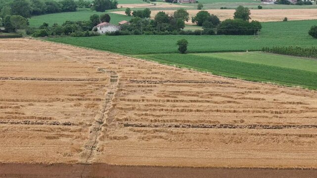 Harvested barley field with straw windrows and stubble beside green crops, poplars and farmhouses in the Po Valley, northern Italy, drone descent