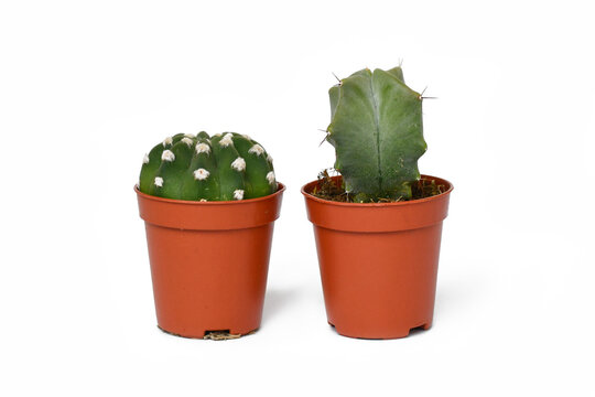 Small potted 'Stenocereus Pruinosus' and 'Lobivia subdenudata' cacti houseplants on white background
