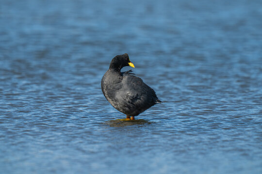 Red-gartered coot (Fulica armillata) standing in wetland water