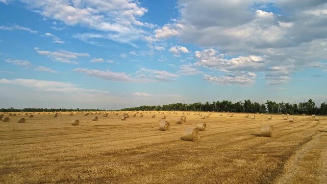 Golden harvested field has round straw bales and curved cut rows beneath a blue sky with white clouds as the view moves toward the wooded boundary