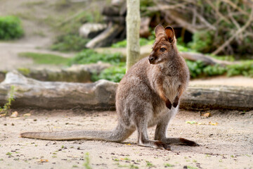 Red necked wallaby, Australian macropod marsupial species © Firn