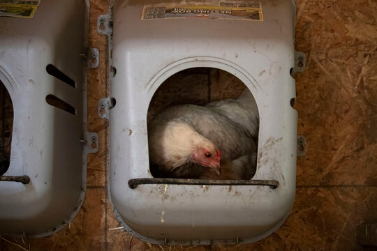 Chicken in a nest box
