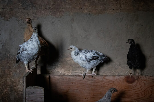 Chickens in a coop in Soldotna, Alaska. 