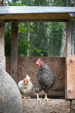 Rooster in a chicken coop