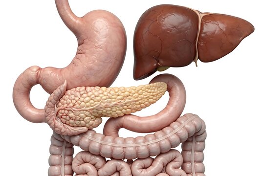 3d illustration of human digestive system organs including liver, stomach, pancreas, and intestines