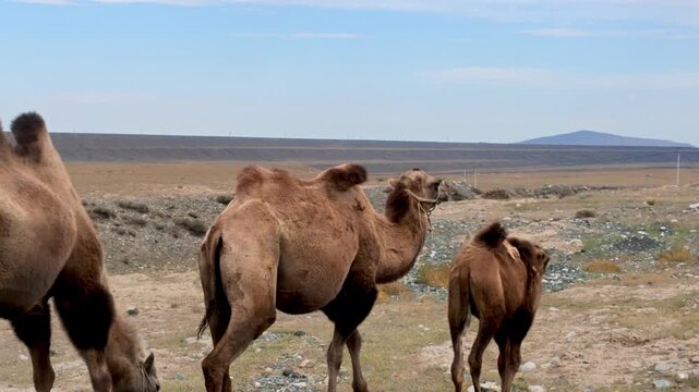 Dushanzi Grand Canyon, Xinjiang Province, China, Asia - Camel Herd
