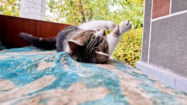 A gray tabby cat lies on a blue patterned sofa, stretching its paws playfully in the air. Close-up view captures its relaxed pose, expressive eyes, and soft fur in natural daylight