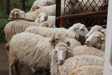 Cozy Woolly Sheep Leaning on Each Other in Rustic Farm Corral Under Soft Daylight. © FRANKLINNEVIS