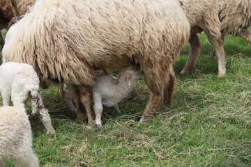 Newborn White Lamb Nursing Beside Gentle Mother Ewe in Green Pasture Among Grazing Flock. © FRANKLINNEVIS