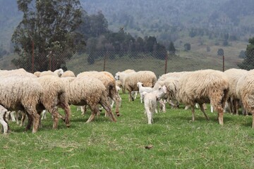 Flock of Sheep and Playful Lambs Grazing on Green Hillside Pasture Beneath Misty Eucalyptus Forest Mountains. © FRANKLINNEVIS