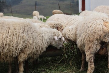 Hungry Woolly Sheep Feeding on Fresh Cut Grass From Rusty Metal Trough While Young Lambs Graze Nearby. © FRANKLINNEVIS