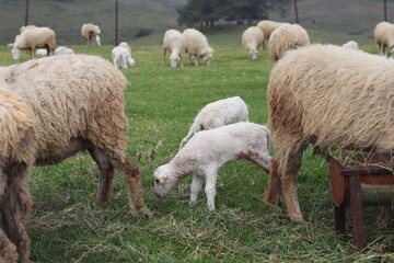 Flock of Sheep and Playful Lambs Grazing on Green Hillside Pasture Beneath Misty Eucalyptus Forest Mountains. © FRANKLINNEVIS