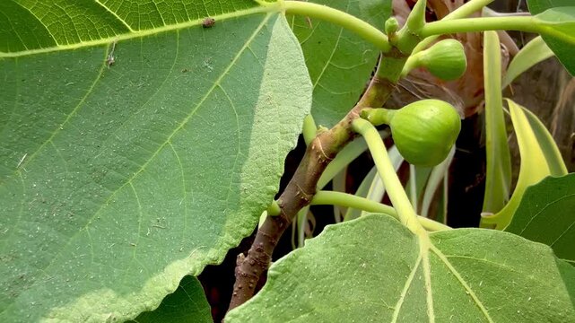 figs on a tree