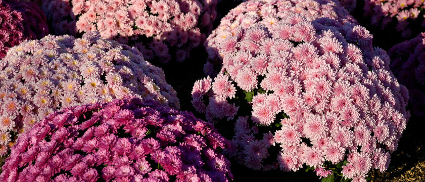 Gros plan de plusieurs plants de chrysanth&egrave;mes monochromes mauve et rose, plant&eacute;s serr&eacute;s en quinconce dans un massif , un jour ensoleill&eacute;, format banni&egrave;re