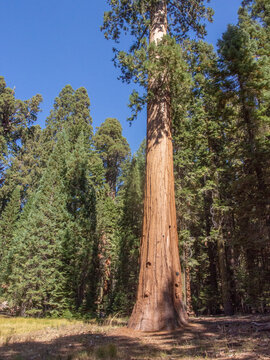 The image shows the massive trunk of a giant sequoia ( Sequoiadendron giganteum ), also called a mammoth tree, probably in one of the California national parks