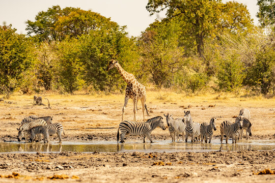 Giraffe and Herd of Zebras Drinking at African Waterhole