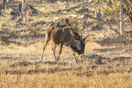 Wildebeest Standing in Dry Grassland with Dead Wood Background