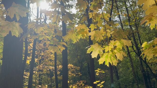 Sunlit maple leaves sway in the wind beneath the canopy of an autumn forest. Concept of seasonal change.
