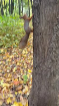 A red squirrel reaches from a park bench to take hazelnuts from a person&rsquo;s hand. Concept of a shared autumn moment.