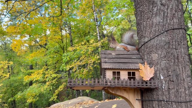 A tuft-eared squirrel watches from the roof of a tiny wooden feeder amid yellow autumn foliage. Concept of a treetop lookout.