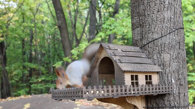 A tuft-eared squirrel nibbles food beside a miniature wooden feeder attached to a tree. Concept of sharing space with wildlife.