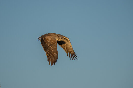 a short-toed eagle ( Circaetus gallicus ).