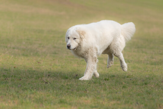 A large fluffy white maremma sheepdog running across a green grassy field with sheepdog, movement