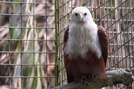 Brahminy kite eagle front face staring at camera in cage, Haliastur indus