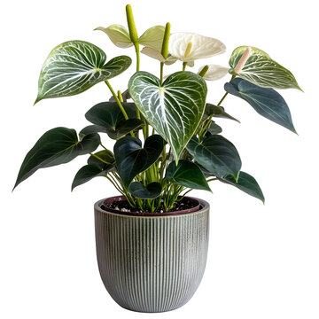 Anthurium plant with striped leaves in ribbed green pot for decor png