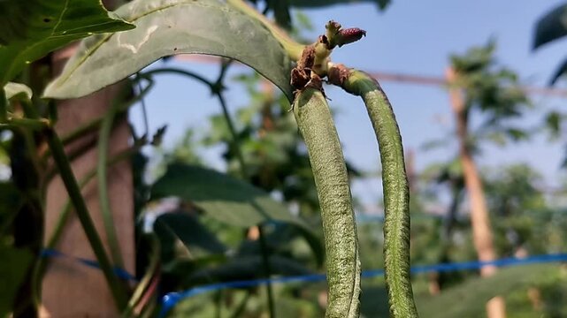 Two long green bean pods hanging vertically with blue sky and foliage