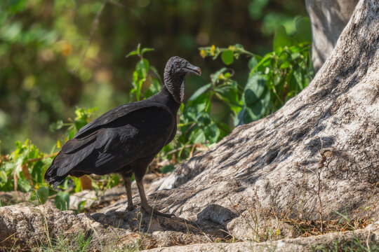 American Black Vulture - Coragyps atratus, black common vulture from Central America forests, Pantanal, Brazil.