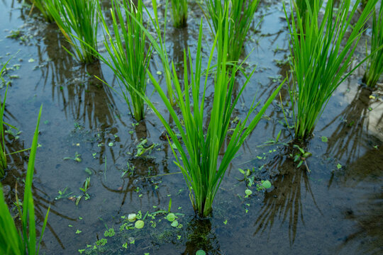Rice. Rice plants grow lush in flooded paddy field, showcasing vibrant agriculture concept