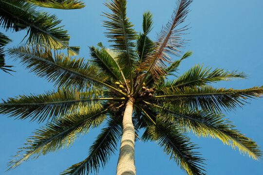 Coconut palm. Coconut palm reaches towards bright blue sky in sunny setting