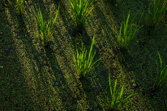 Rice paddy. Rice plants grow vibrantly in fertile paddy field illuminated by gentle sunlight