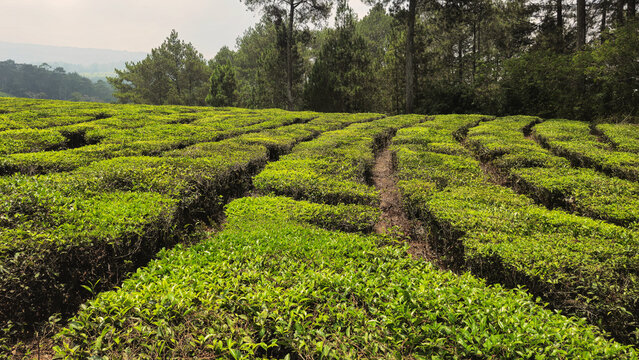 Lush green tea plantation with rows of bushes in a rural landscape