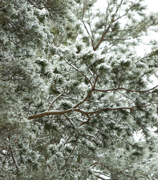 winter pine forest with trunks as background.