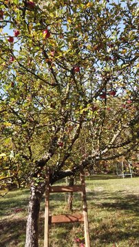 Vertical still video of bio apple tree orchard in autumn with wooden ladder 