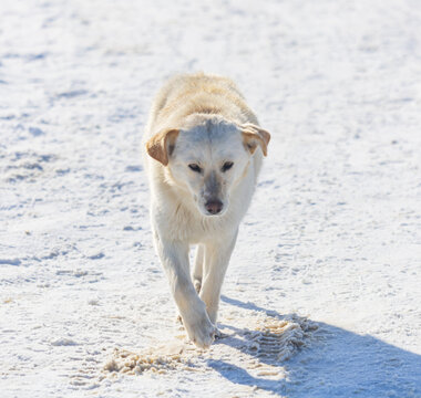 A dog is walking on the snow