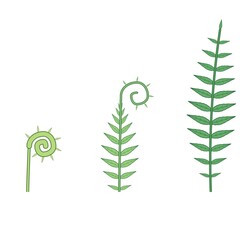 fern frond unfurling in three growth stages from fiddlehead to mature leaf © Newton