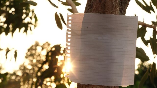 Blank lined paper note stuck on tree trunk with sunset sun flare background