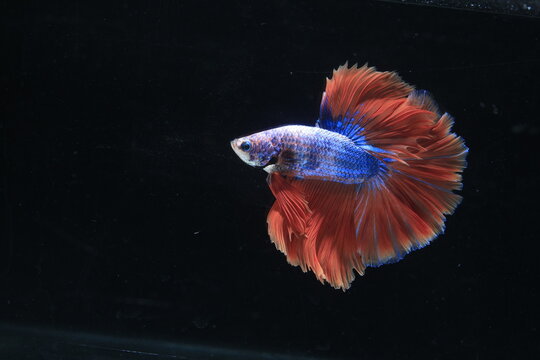 Beautiful Siamese fighting fish or Betta splendens with blue body and red tail isolated on black background. Vibrant halfmoon betta fish swimming gracefully with red fins and blue scales .