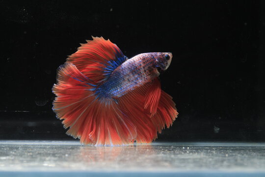 Beautiful Siamese fighting fish or Betta splendens with blue body and red tail isolated on black background. Vibrant halfmoon betta fish swimming gracefully with red fins and blue scales .