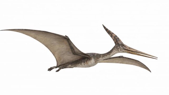 Pteranodon flying against an isolated white background