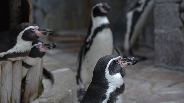 左から歩いてくるフンボルトペンギン
