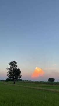 Golden sunset clouds over a green rice field vertical video