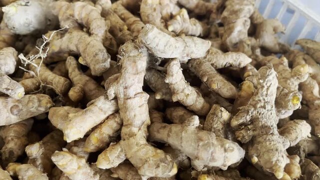 Close up horizontal shot of fresh raw turmeric roots pile
